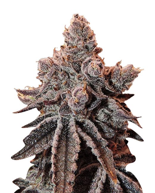Lucid Dream (fem) 5 seeds