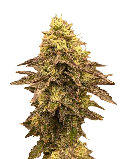 Lemon OG (fem) 5 seeds
