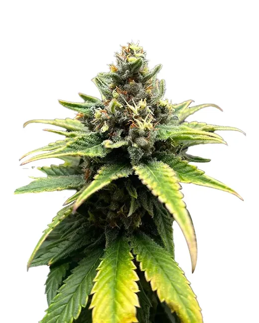 Grape Ape (fem) 5 seeds