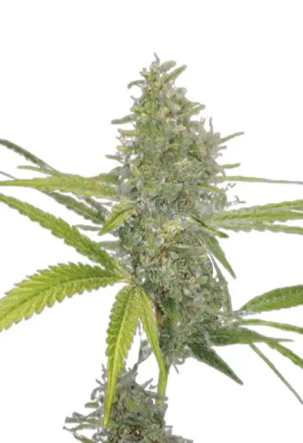 G-13 (fem) 5 seeds