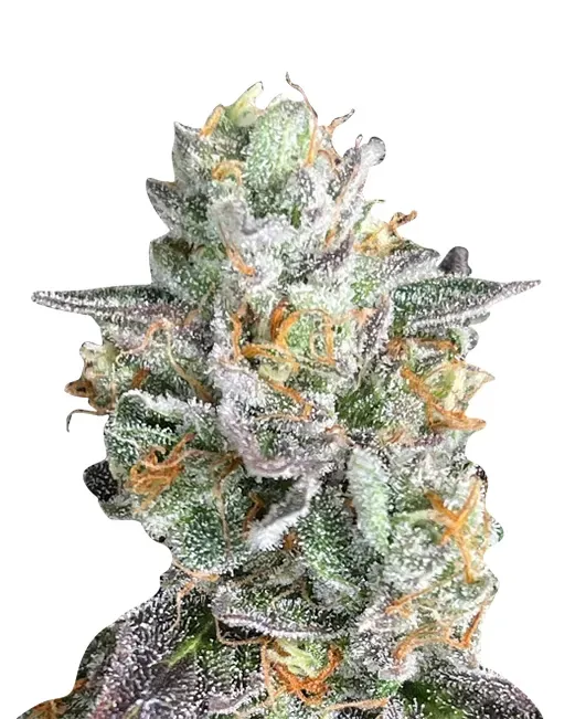 Crushed Grapes (fem) 5 seeds