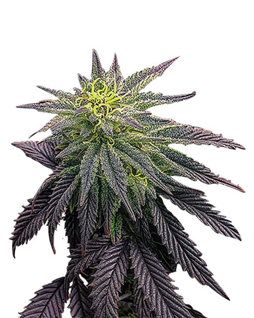 Cookie Monster (fem) 5 seeds