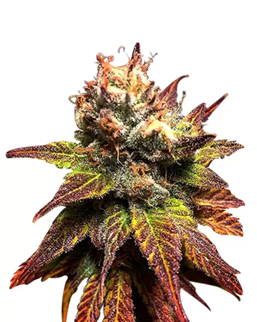 Bonkers (fem) 5 Seeds