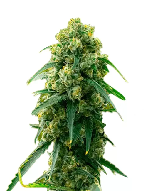 3 Kings (fem) 5 seeds