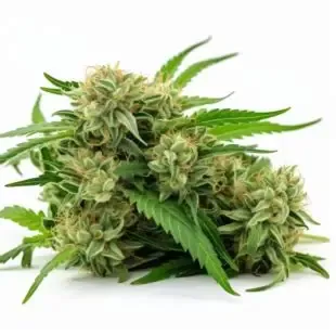 Corona Kush (fem Fast) 5 seeds