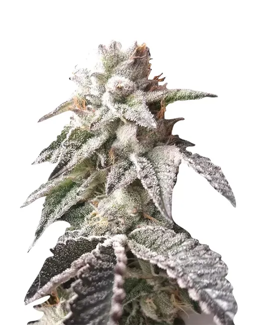 Purple Thai (fem) 5 Seeds