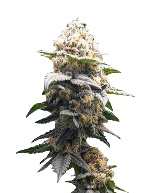 Super Lemon Haze (fem) 5 seeds