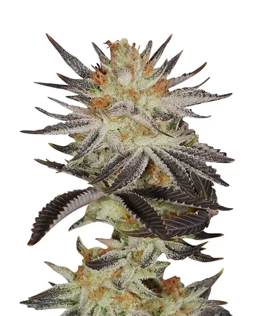 Star Killer (fem) 5 seeds