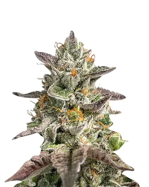 Zombie Death Fuck (fem) 5 seeds