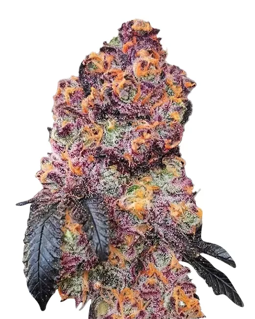 Gorilla Chip (fem) 5 seeds