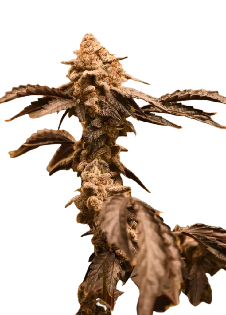 Intergarlactic Budder (fem) 5 Seeds