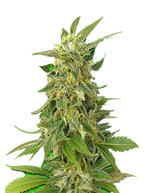 Alaskan Thunder Fuck (fem) 5 seeds