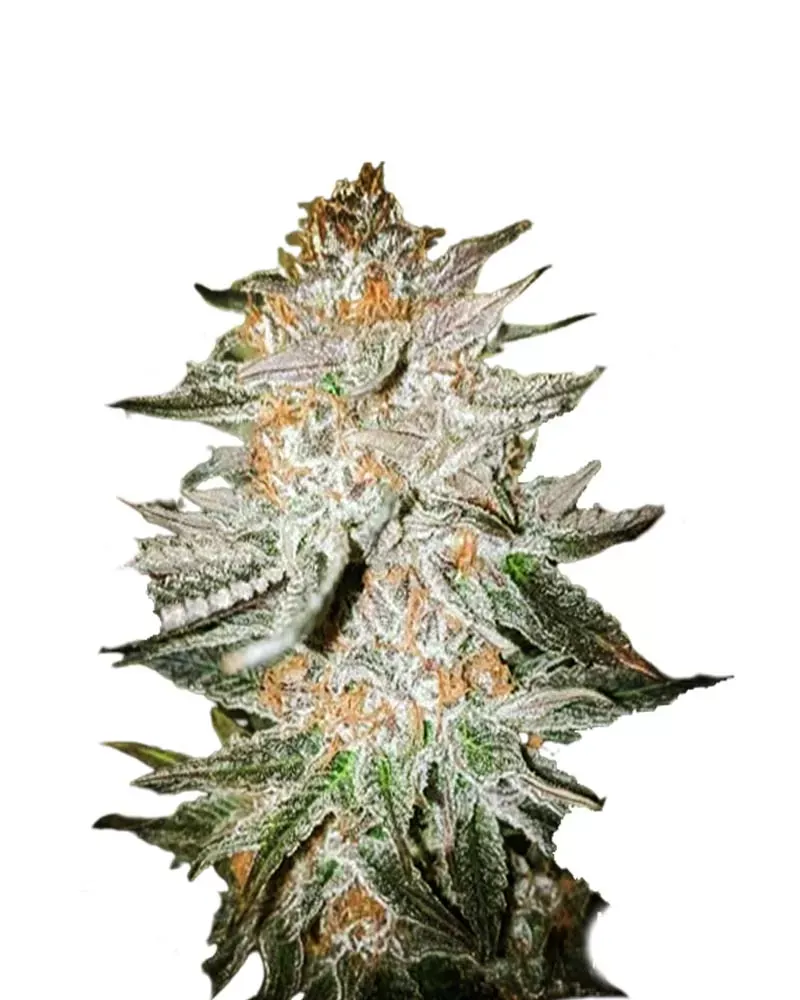 Cherry Punch (fem) 5 seeds
