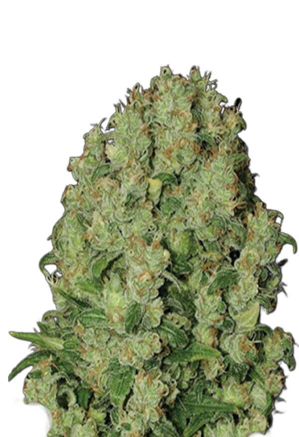 White Russian (fem fast) 5 seeds