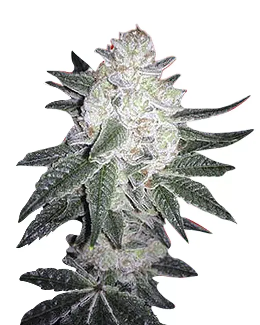 Black Gorilla (fem) 5 seeds