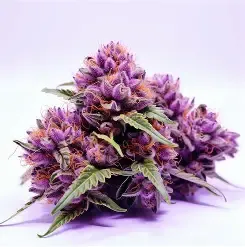 Grandaddy Purple (fem) 5 Seeds