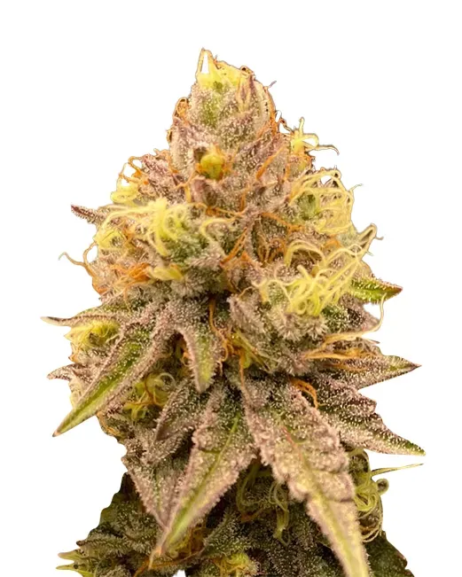 Pinapple Express (fem) 5 Seeds