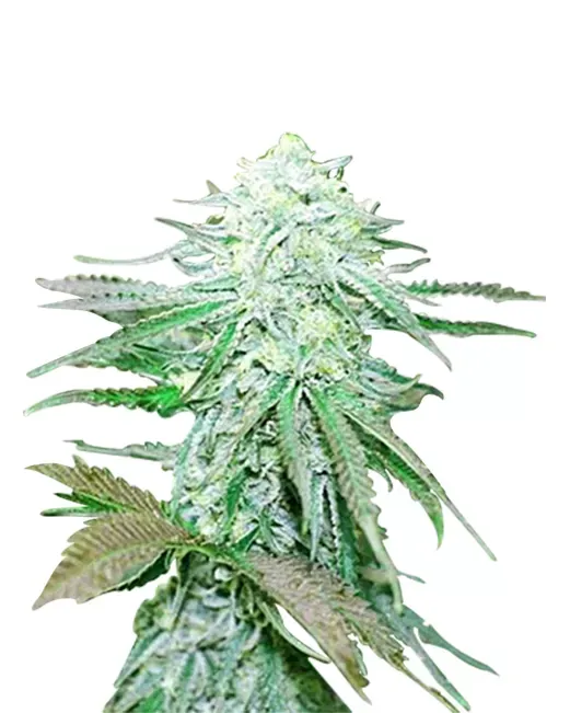 Blue Haze (fem) 5 Seeds
