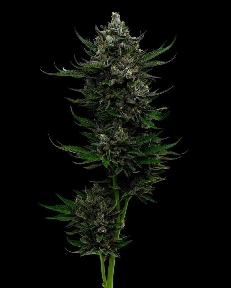 All Gas (fem) 3 Seeds