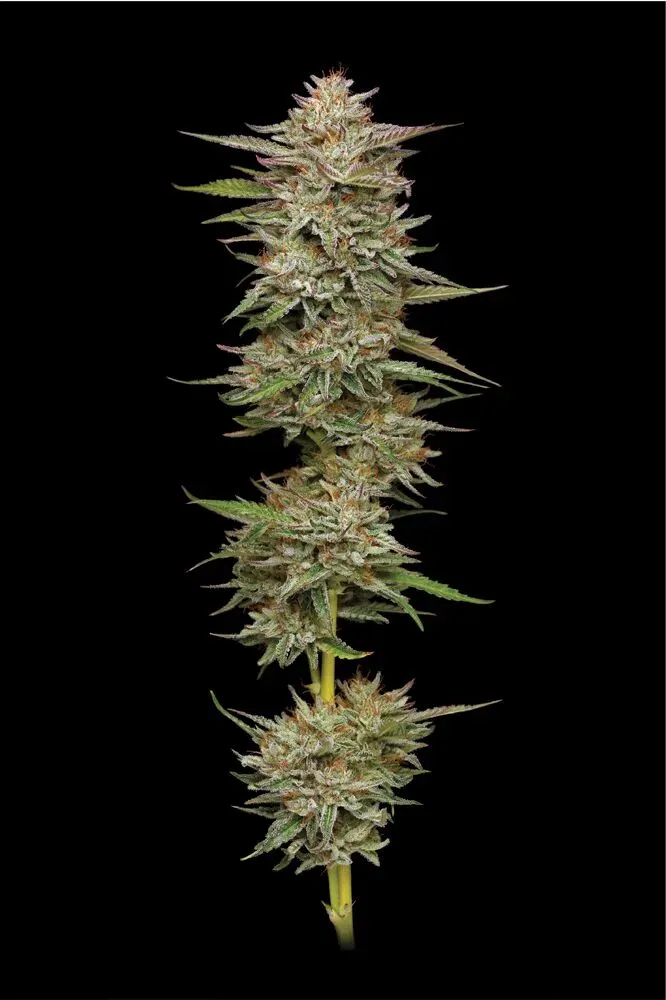 Banana OG (Autoflower) 3 Seeds