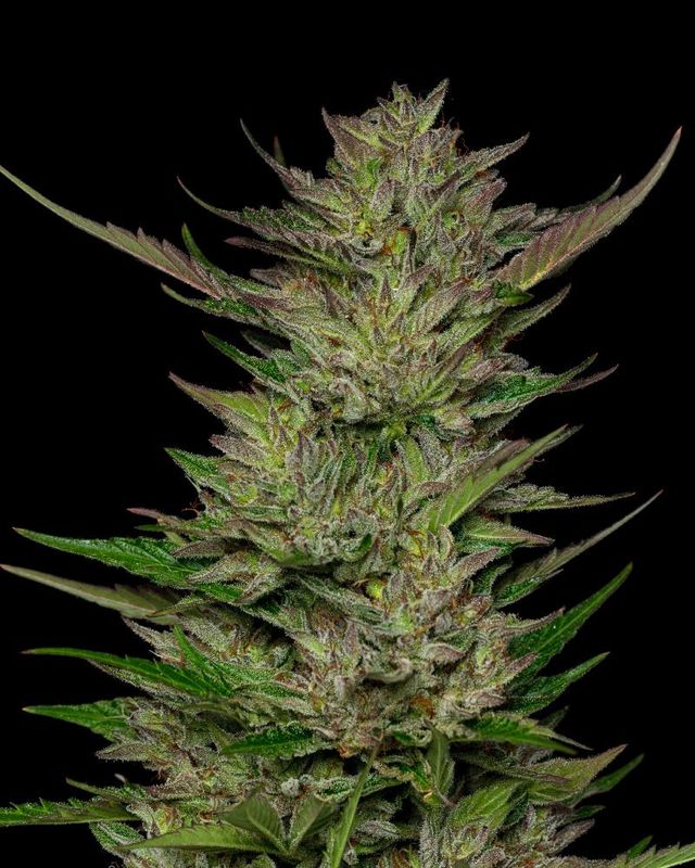 Don Carlos (fem) 3 Seeds