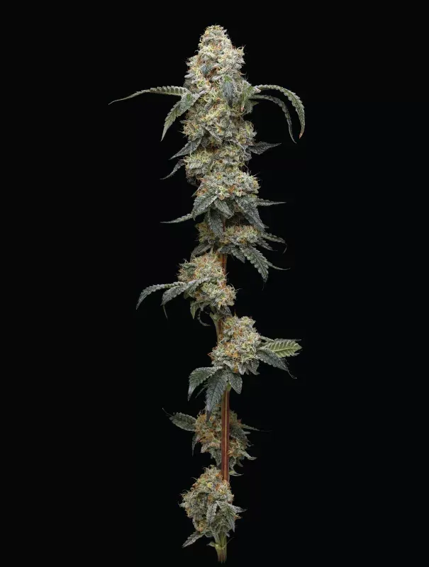 Farmer's Daughter (fem) 3 seeds