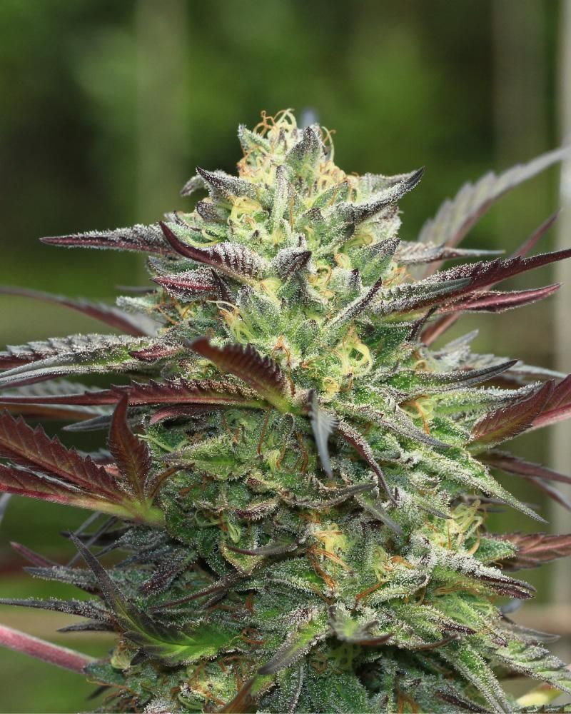 Girl Scout cookies (fem) 3 seeds