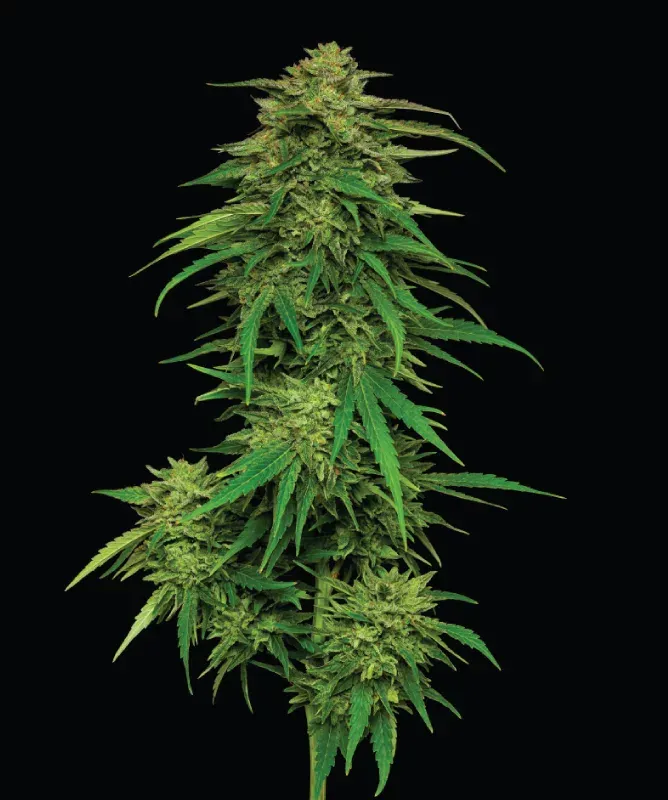 Mango Sherbert (fem) 3 seeds