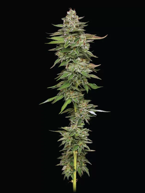 Poddy Mouth (fem) 3 seeds