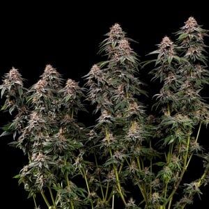 Amnesia Haze (fem) 3 seeds