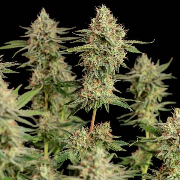 Apple Fritter (fem) 3 Seeds