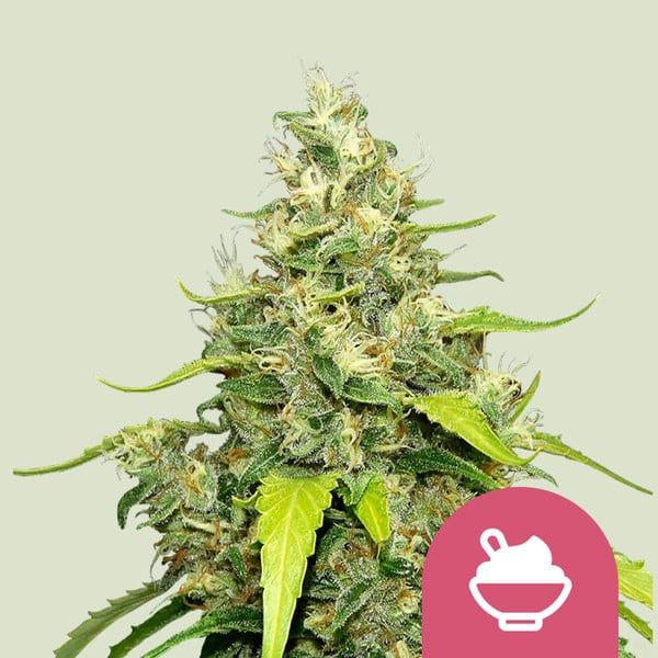 Blue Gelato (fem) 3 seeds