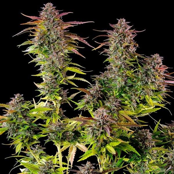 Cookie Gelato (fem) 3 Seeds