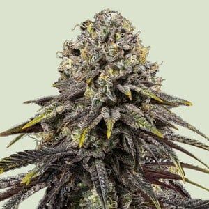 Tyson Dynamite Diesel (fem) 5 seeds