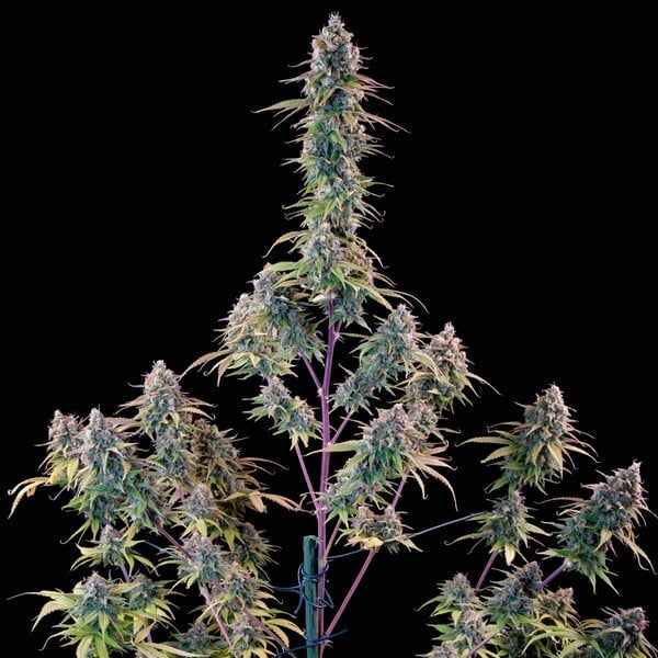 Tyson Gelato 44 (fem) 3 Seeds