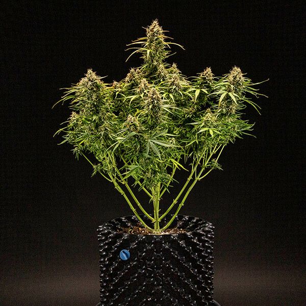 Milky Way F1 (fem) 3 Seeds