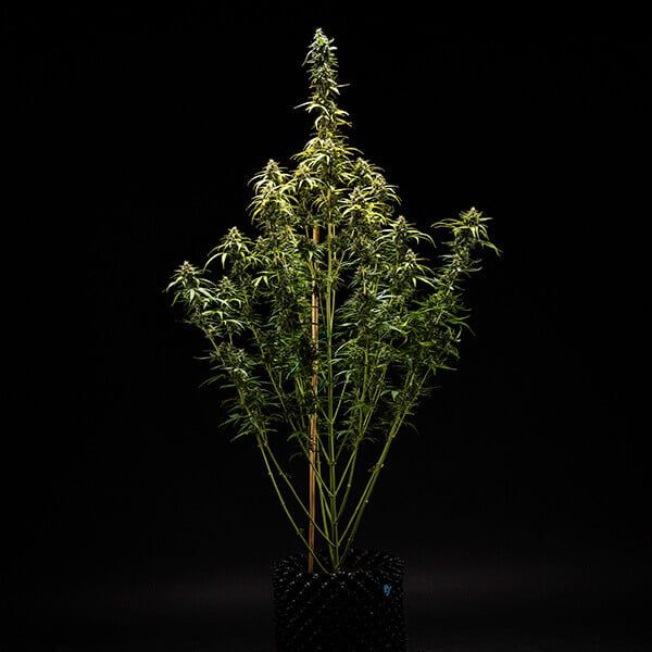Tyson NYC Sour Diesel (Autoflower) 3 Seeds