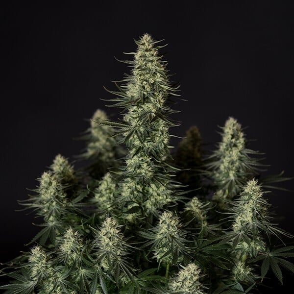 Tyson&#39;s Punch Pie (fem) 3 seeds