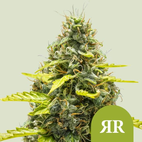 Royal Runtz (autoflower) 3 seeds
