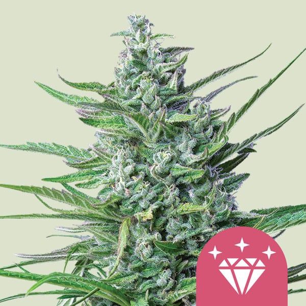 Special Kush (fem) 5 seeds