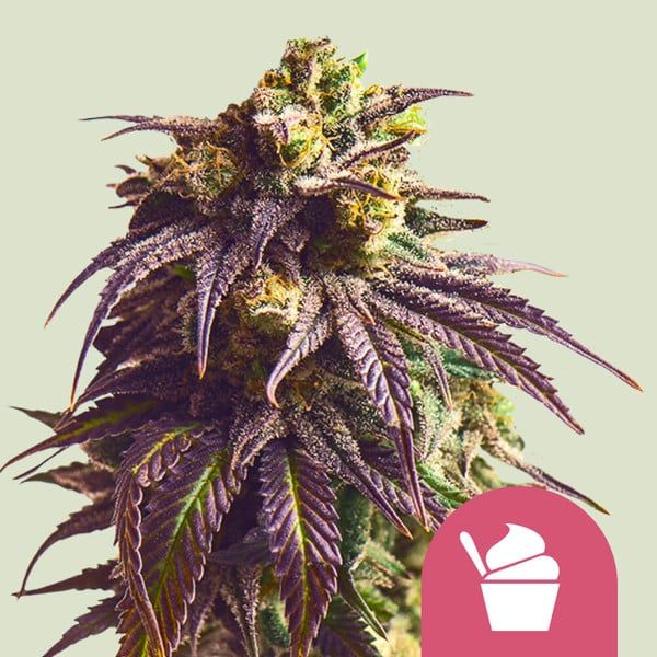 Sundae Drivers (fem) 3 Seeds