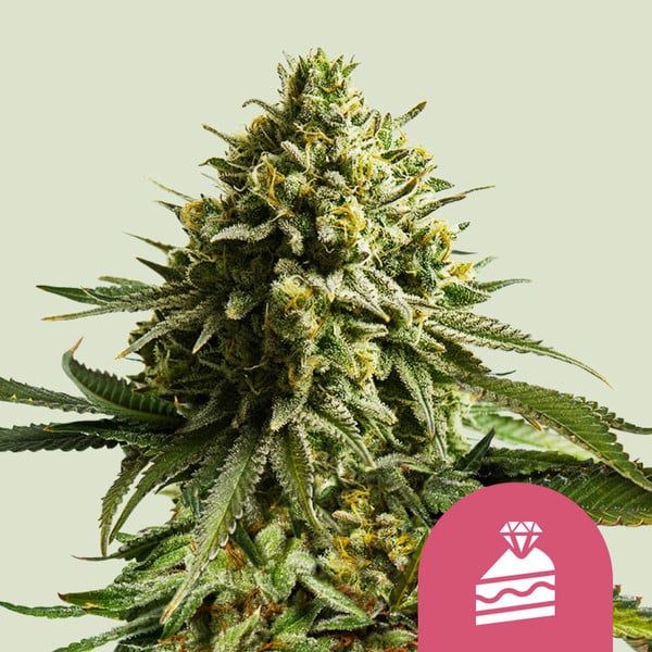 Wedding Cake (fem) 3 Seeds