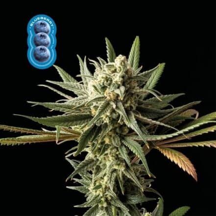 Blueberry (fem) 5 seeds