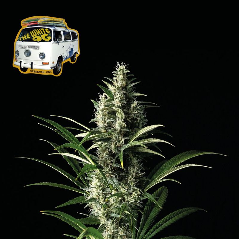 The White OG (fem) 5 seeds