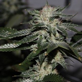Bruce Banner #3