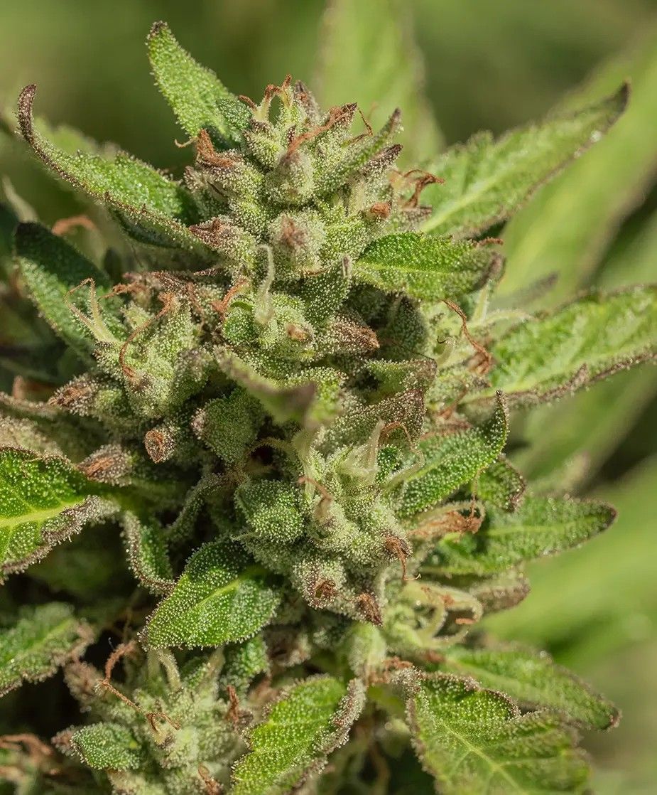 Mendo Breath