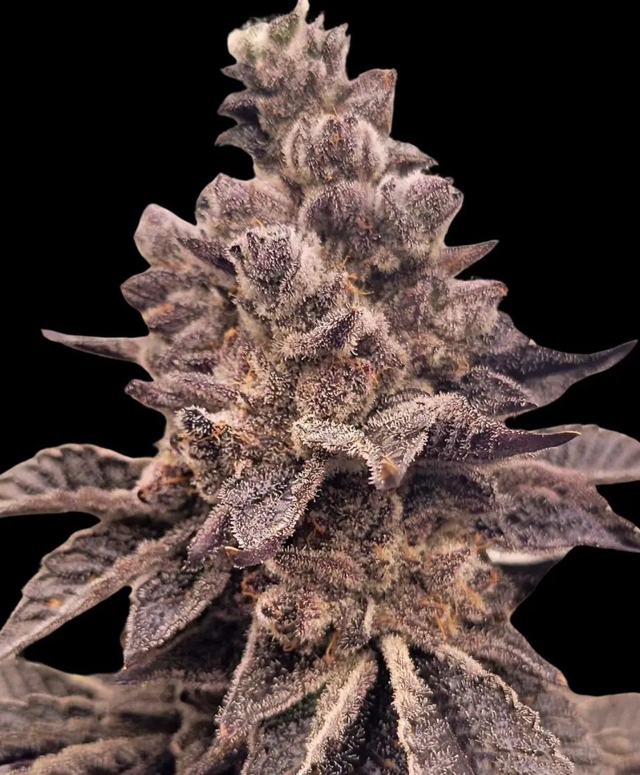 Gorilla Apple Candy