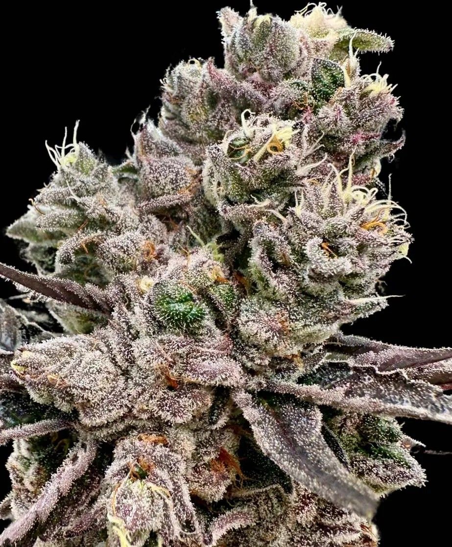 Platinum Green Apple Candy