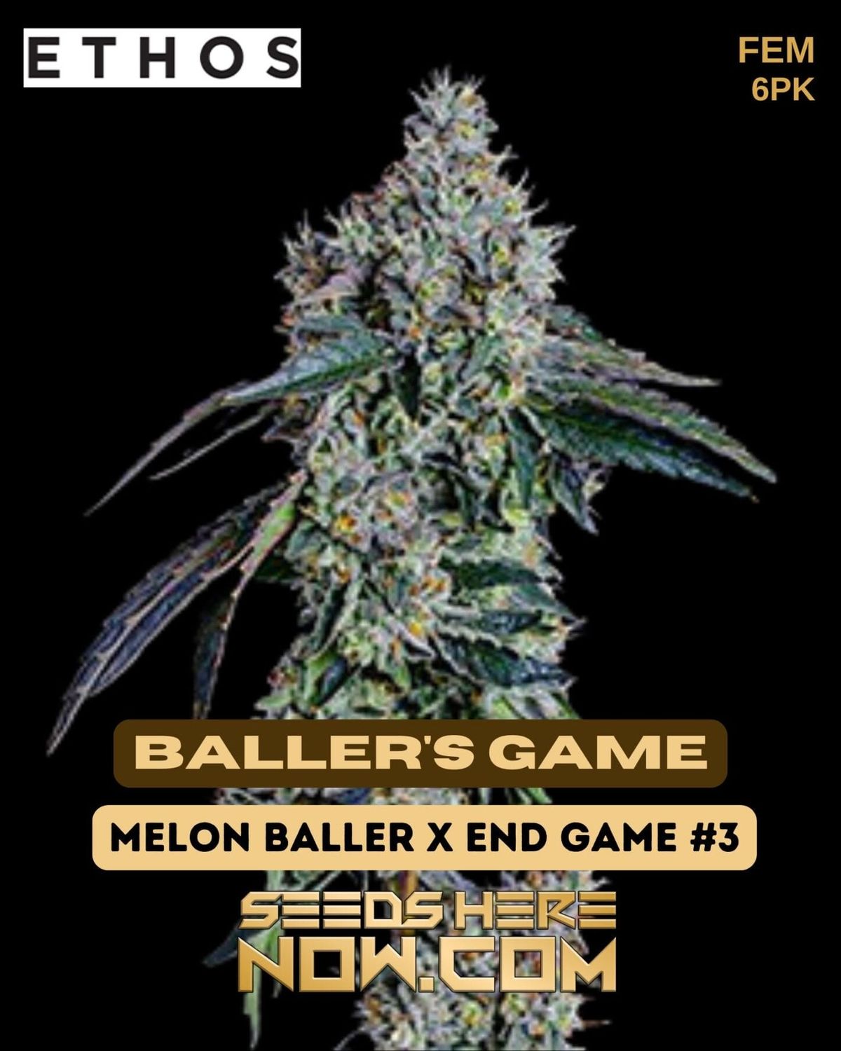 Baller&#39;s Game 6 Pack fem