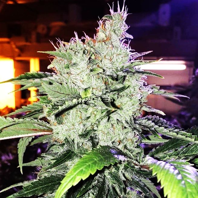 Chem Funk R1 5Pack